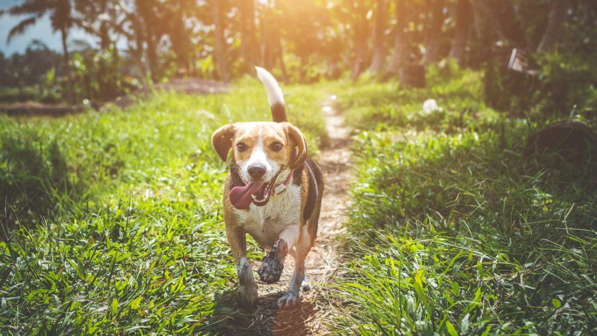 Historia del Beagle