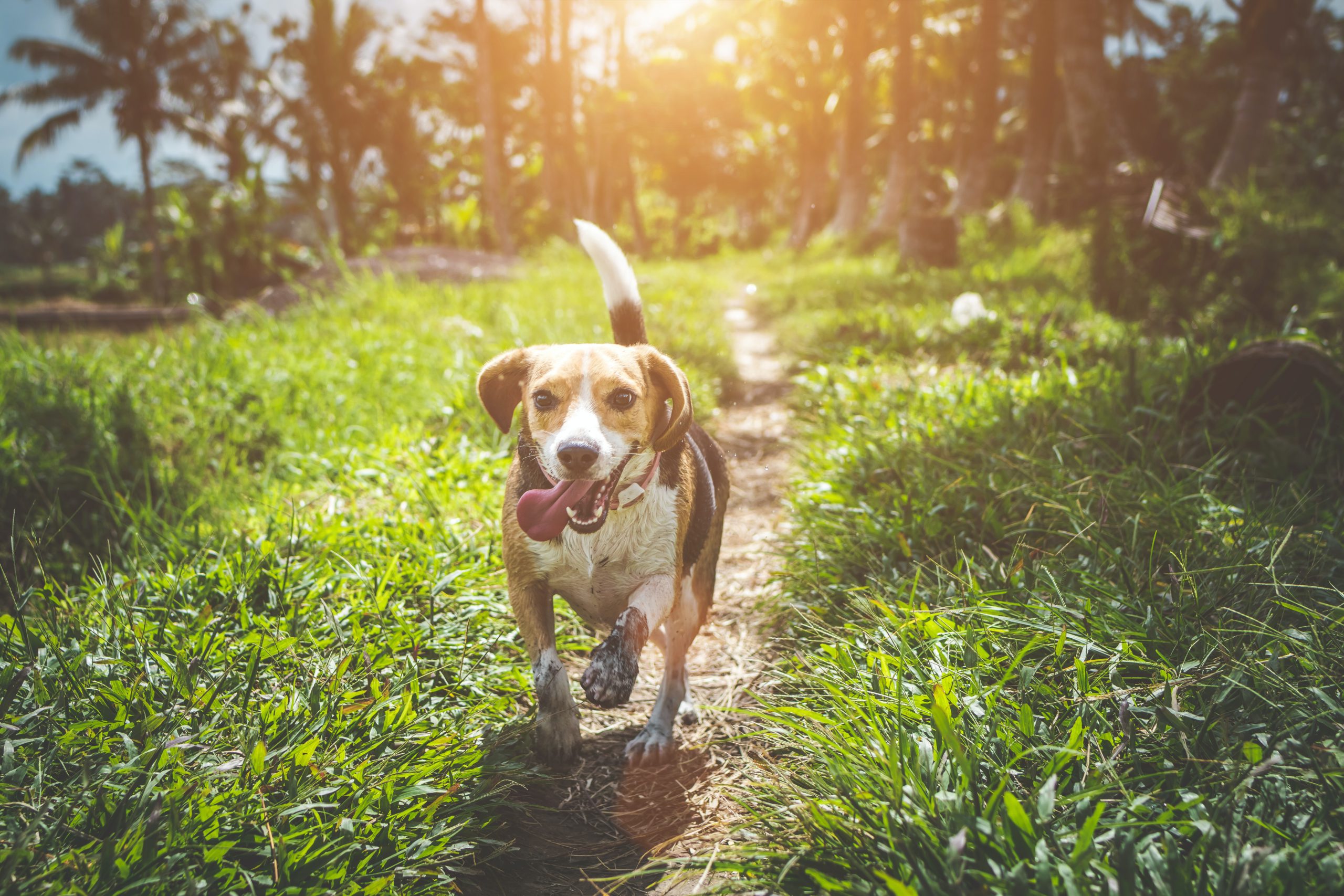 Historia del Beagle