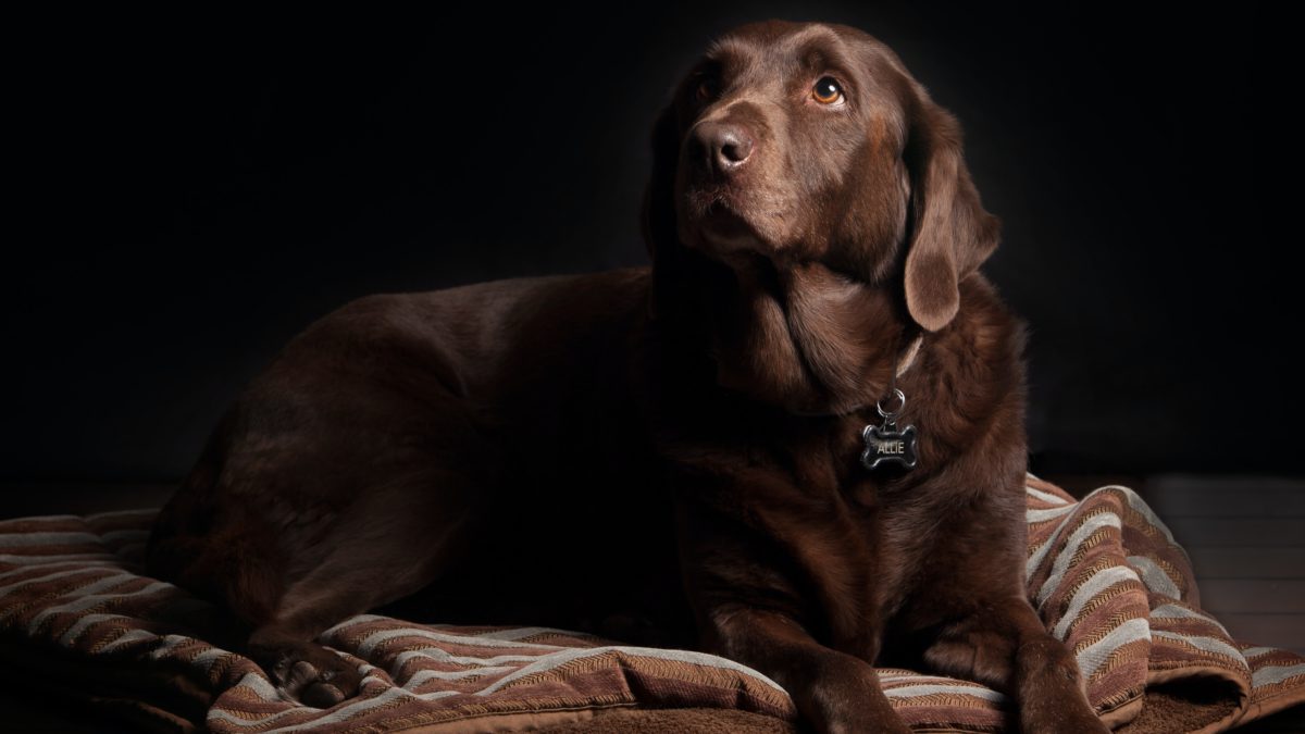 Historia del Labrador Retriever