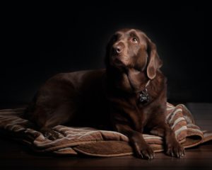 Historia del Labrador Retriever