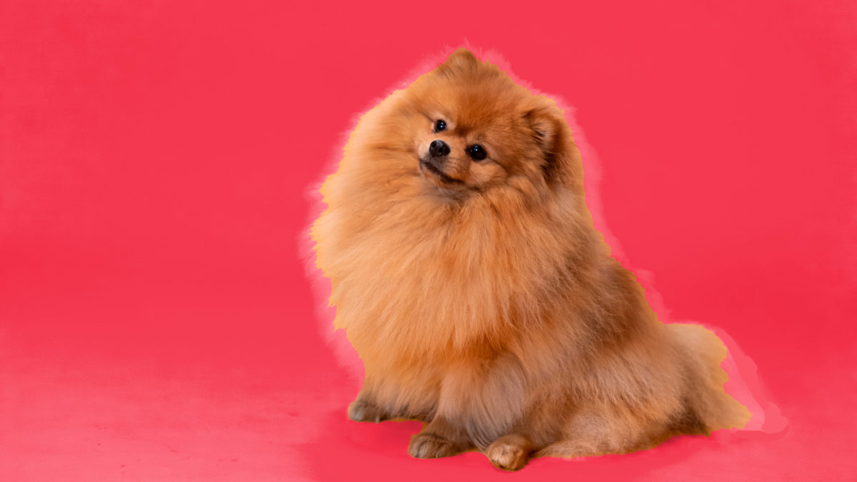 Historia del Pomerania