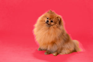 Historia del Pomerania