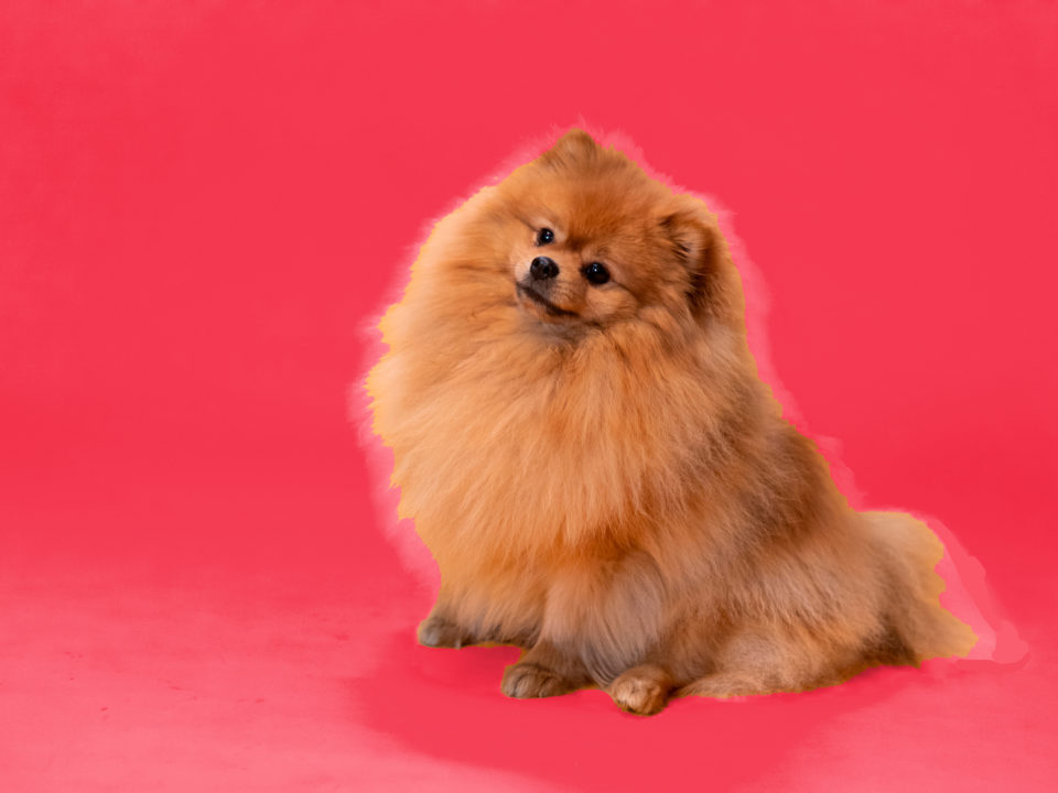 Historia del Pomerania
