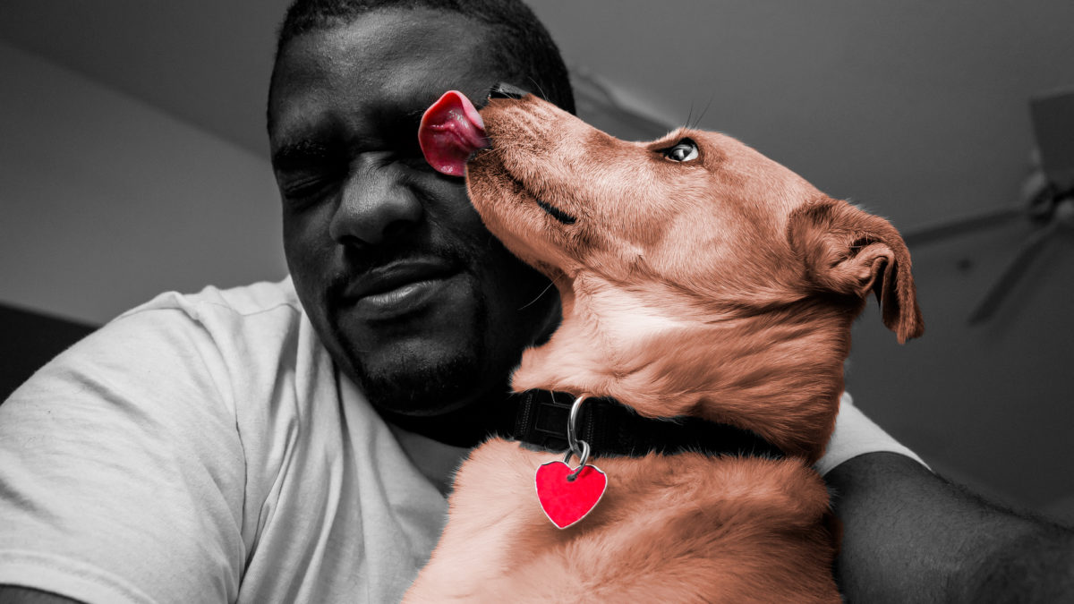 Los lametones de los perros