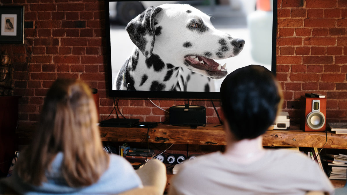 Los perros más televisivos