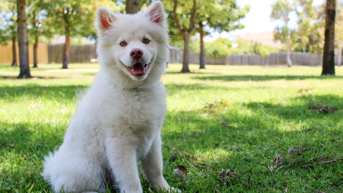 Los perros también se queman