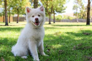 Los perros también se queman