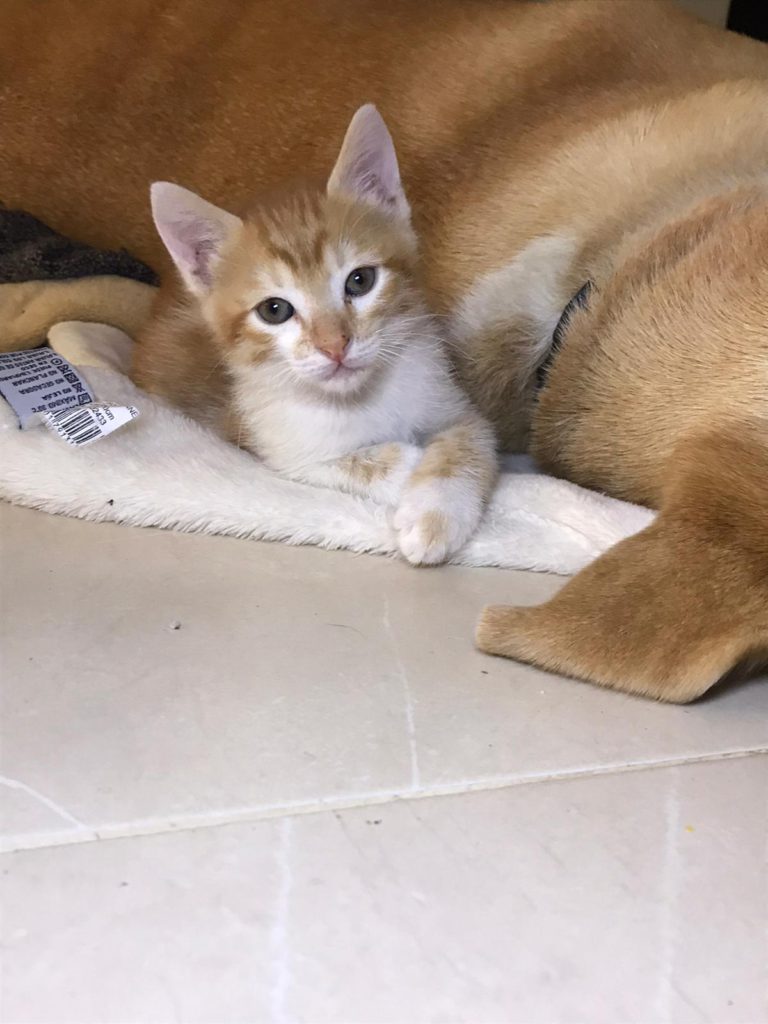 Gato cachorro