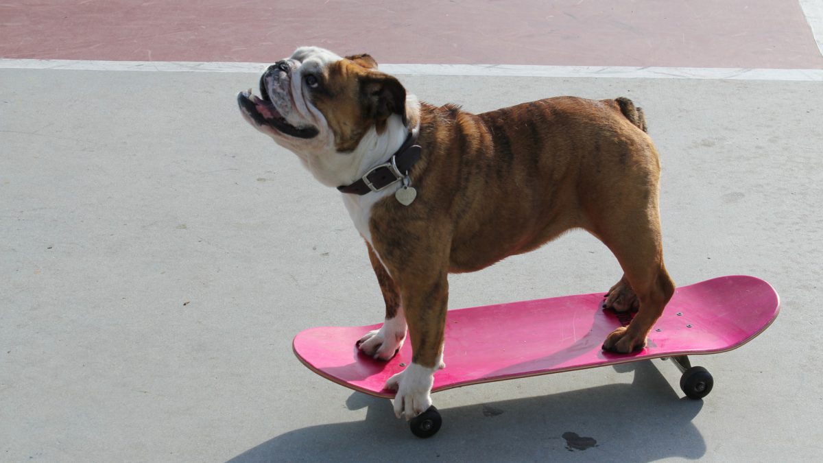 Perros de récord