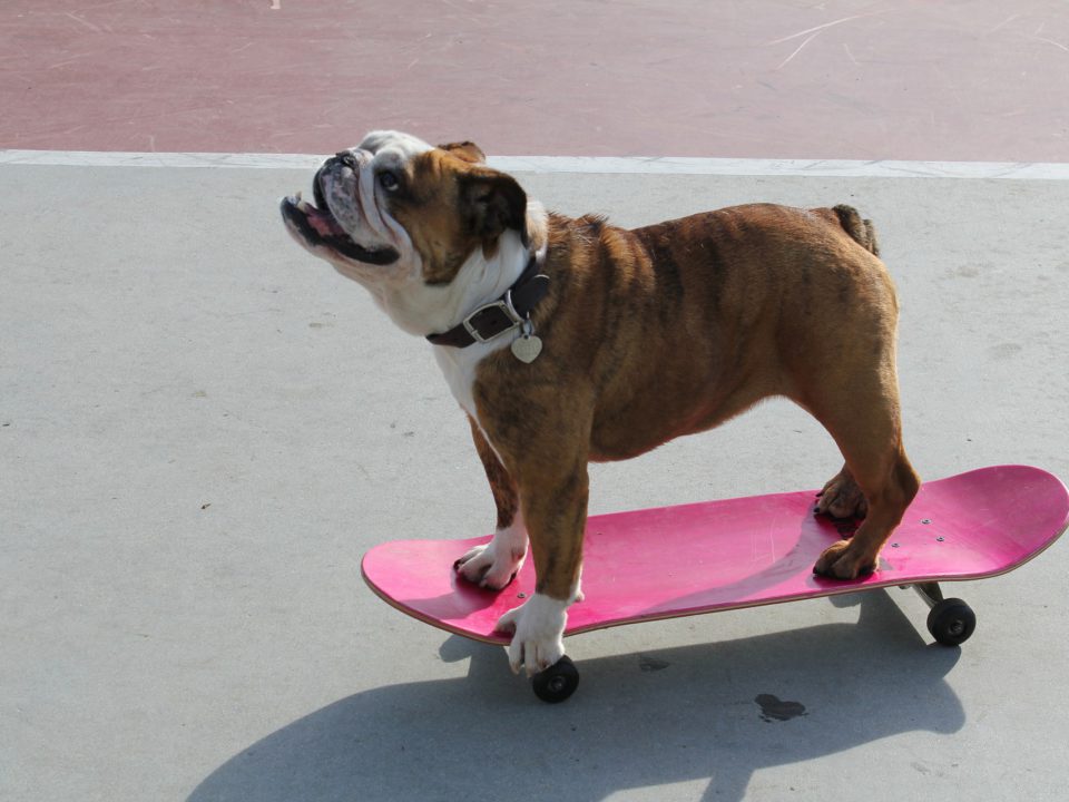 Perros de récord
