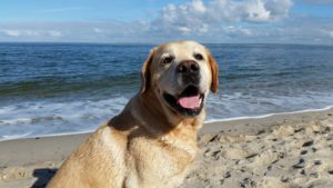 ¿Por qué se celebra el Día Mundial del Perro?