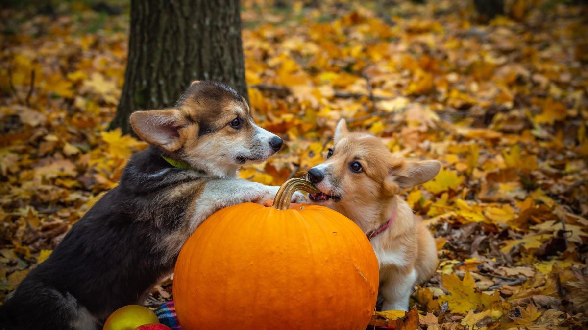 Prepara a tu mascota para Halloween