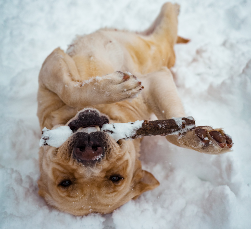 Perro jugando en la nieve