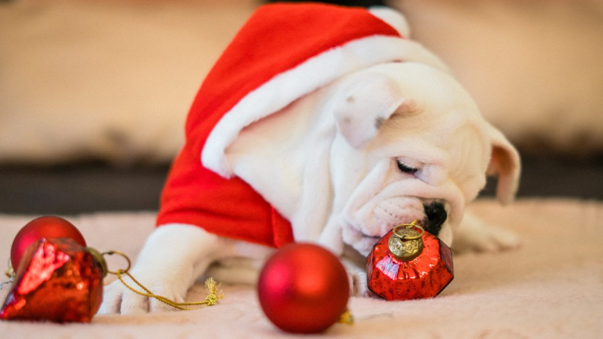 Prepara a tu perro para las fiestas