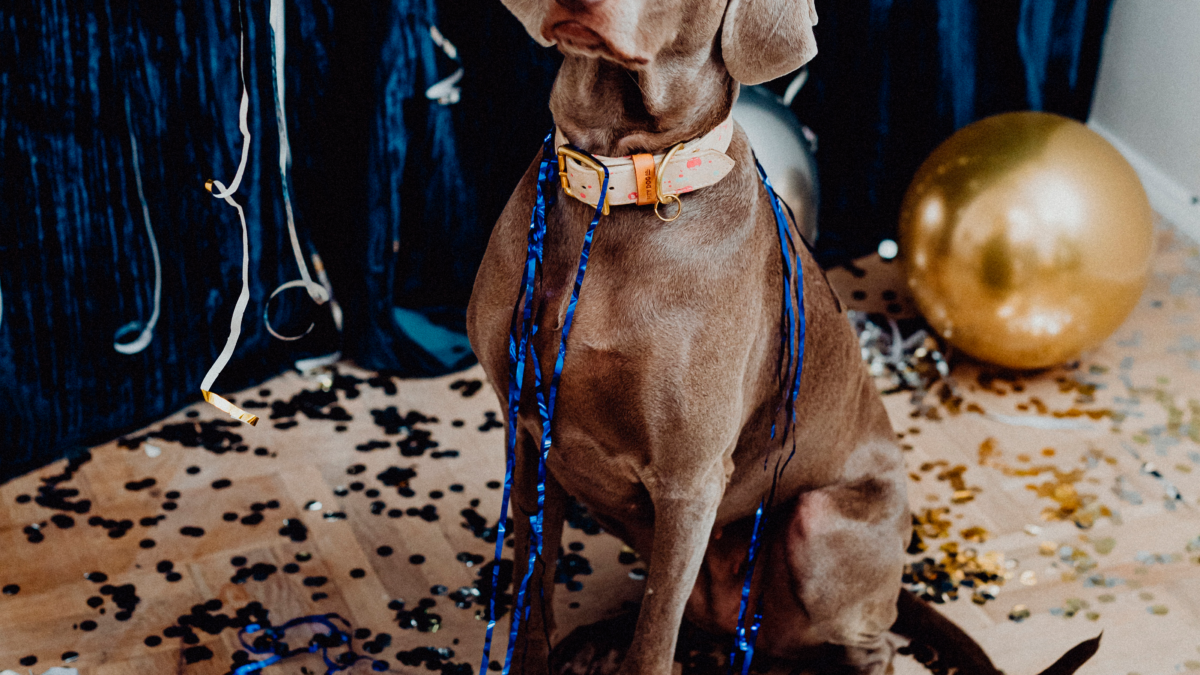 Propósitos de año nuevo para ti y tu mascota