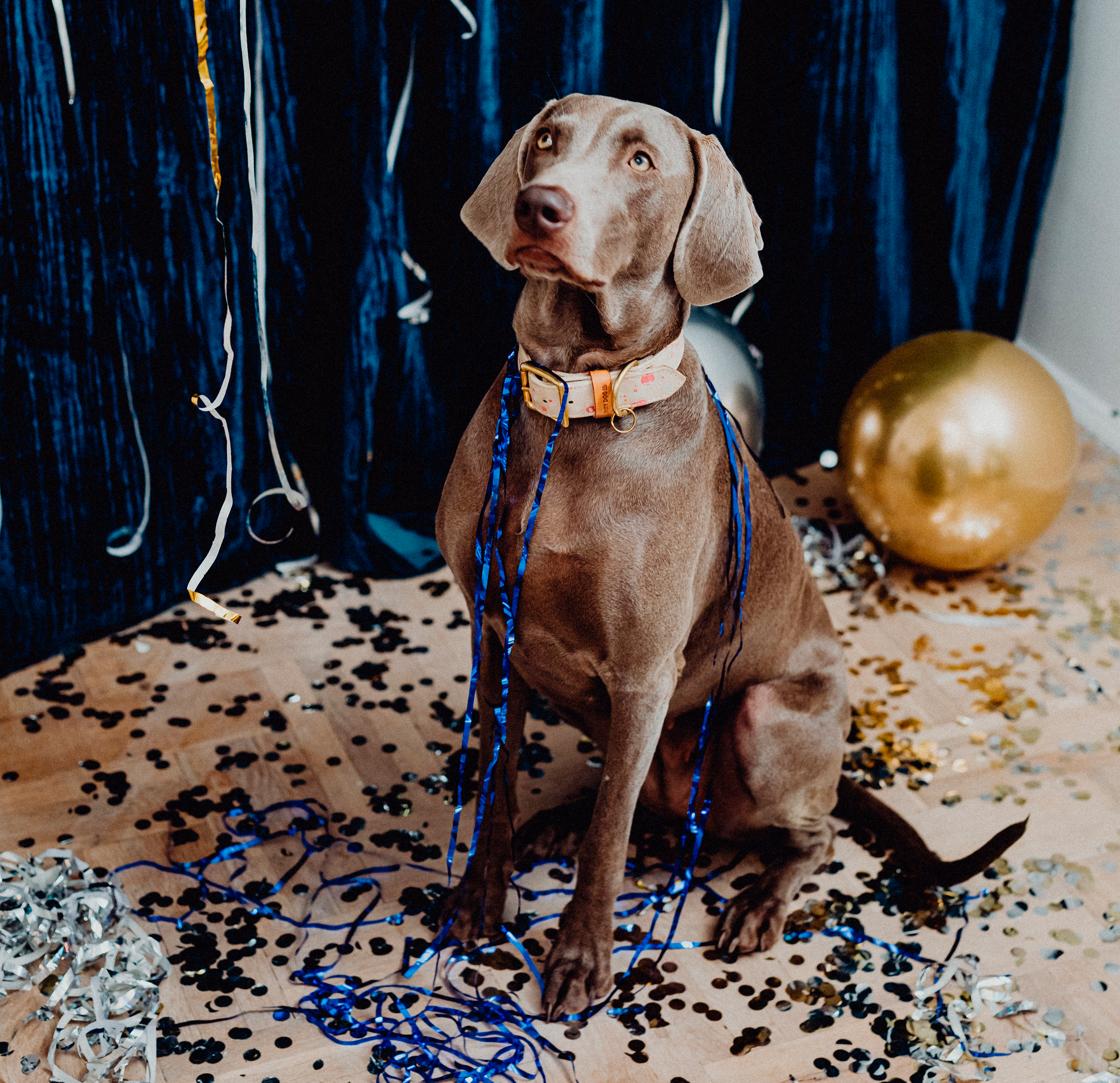 Propósitos de año nuevo para ti y tu mascota