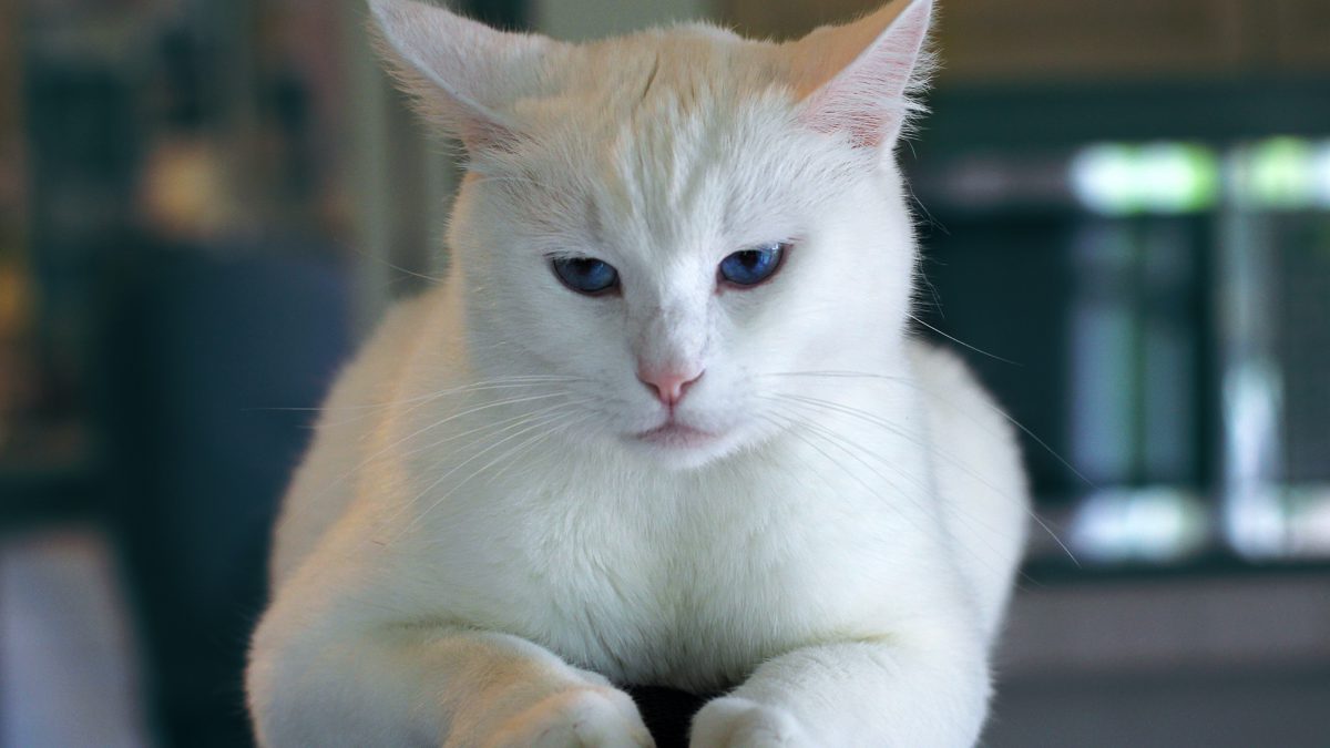¿Qué gato pega más con mi carácter?