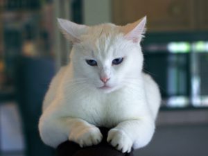 ¿Qué gato pega más con mi carácter?