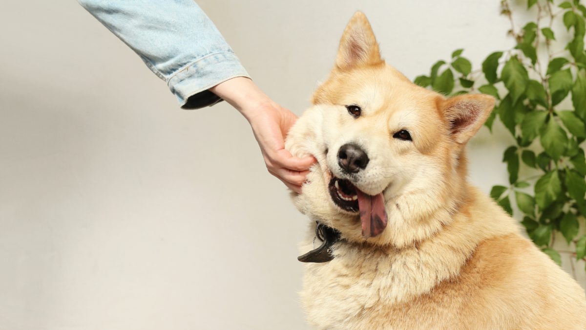 Seguros para tu mascota