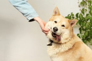 Seguros para tu mascota
