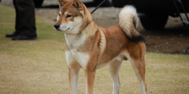 Razas de perros