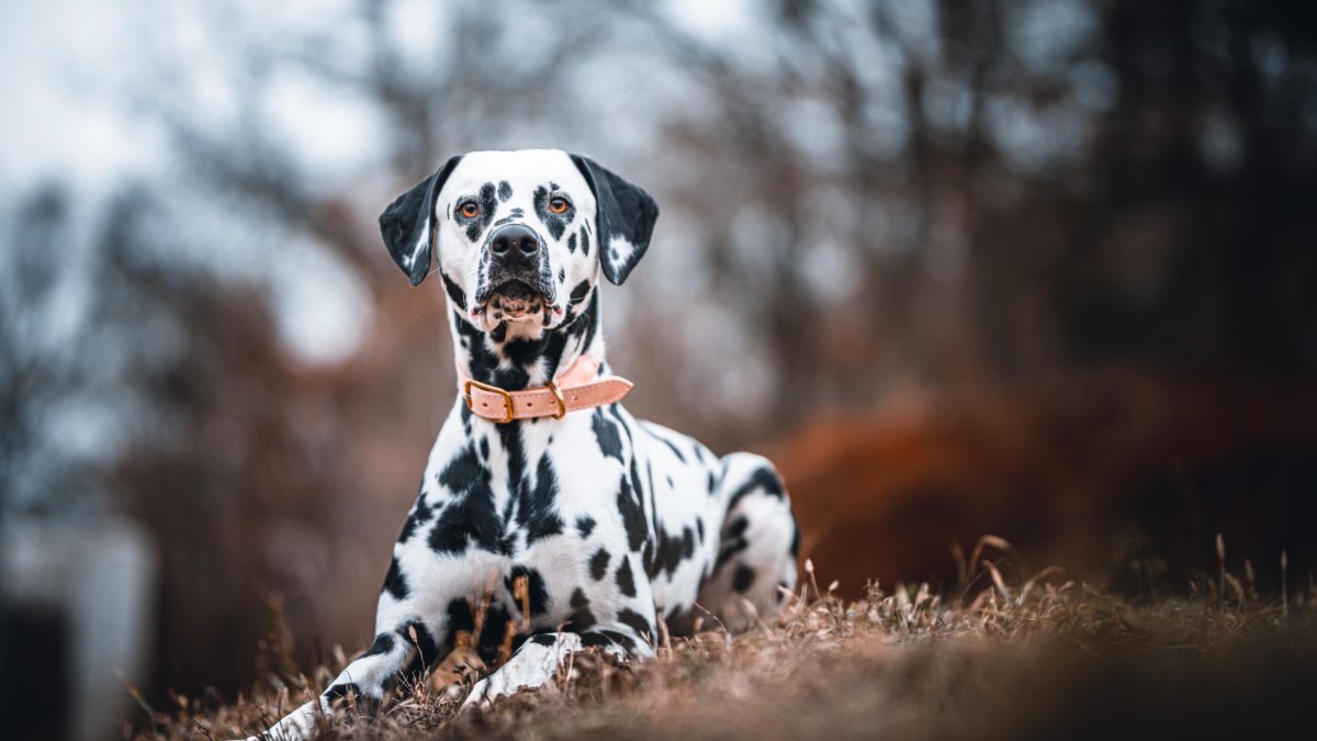 Trastornos alimenticios en los perros