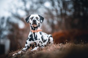 Trastornos alimenticios en los perros