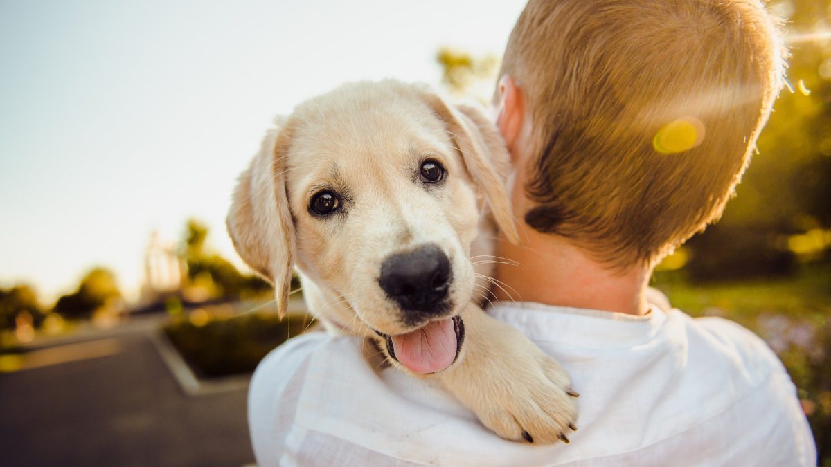 Los sentimientos de los perros