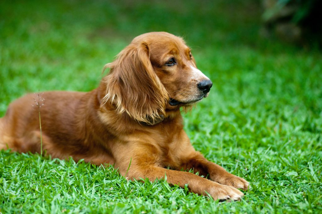 Cocker