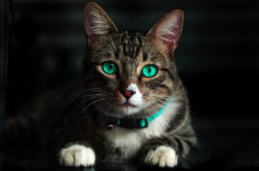 Los gatos en pantalla