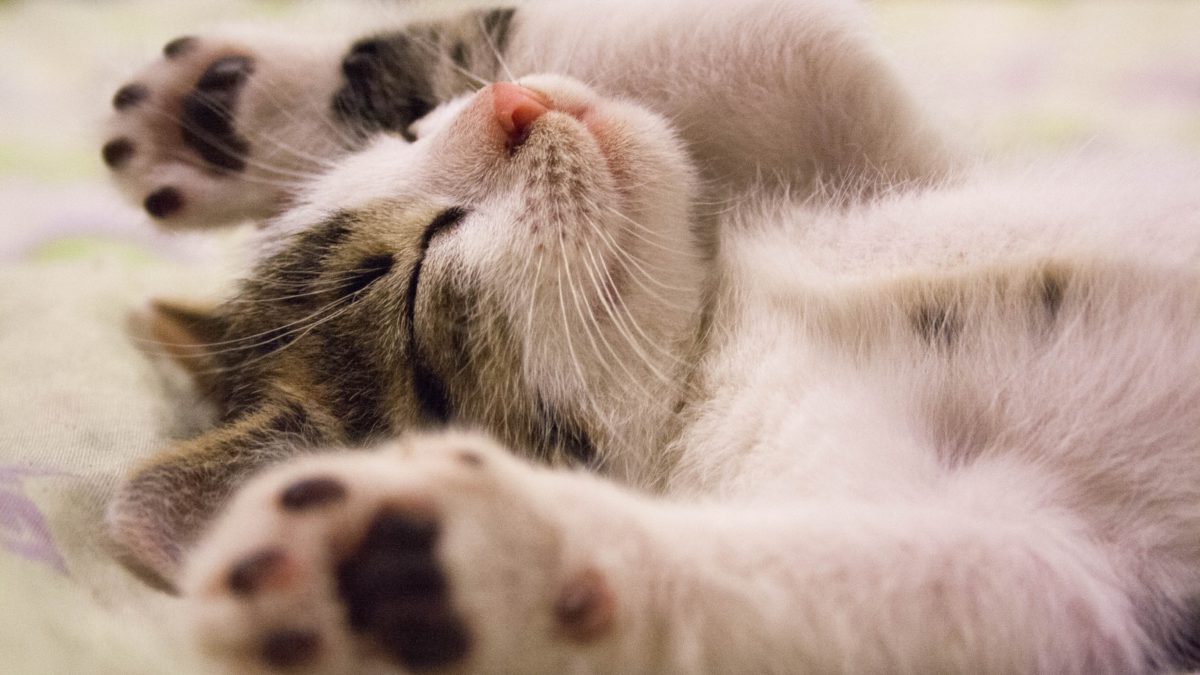 ¿Qué les gusta hacer a los gatos?