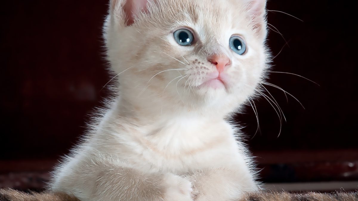 Los gatos en pantalla