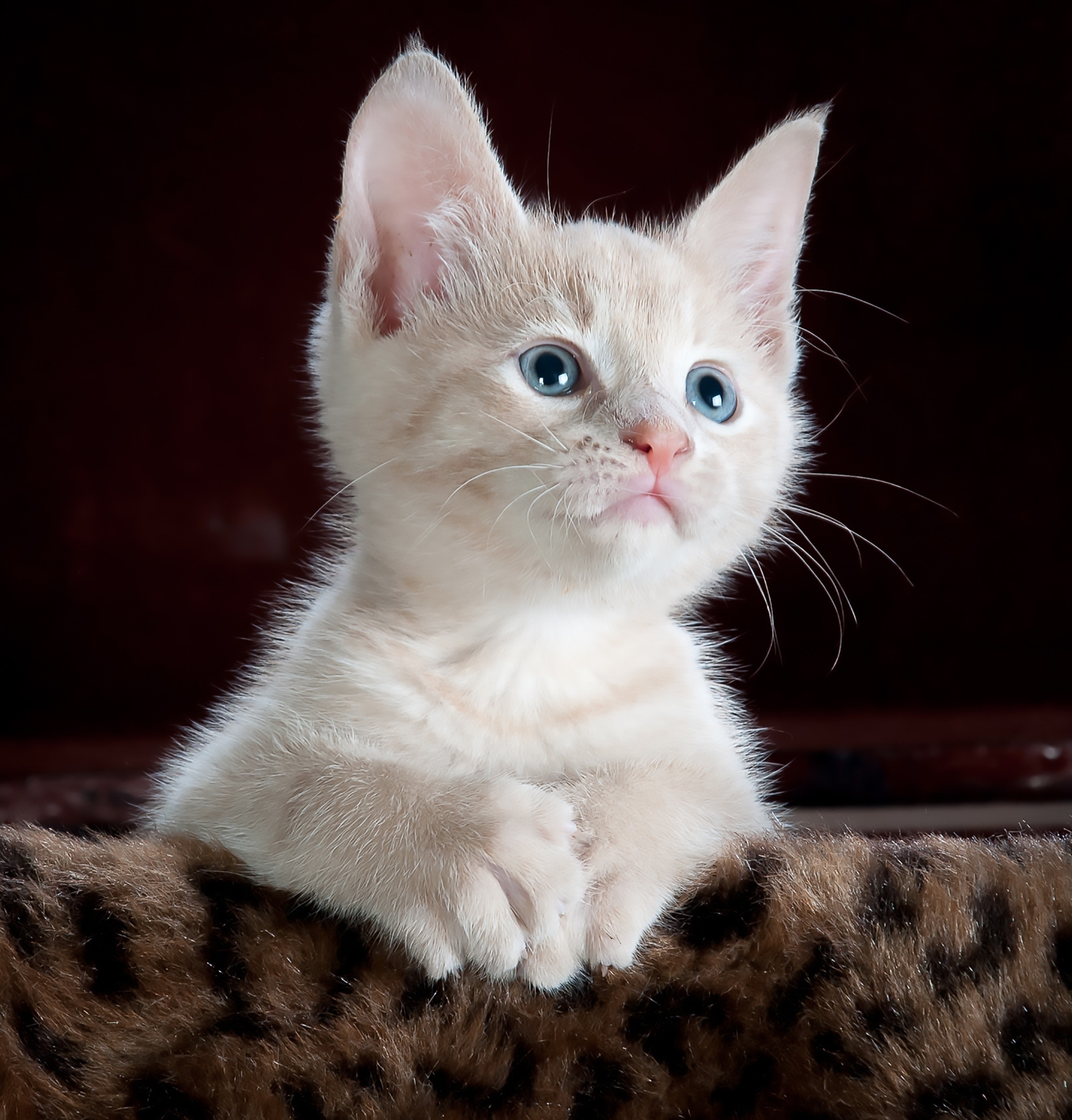 Los gatos en pantalla