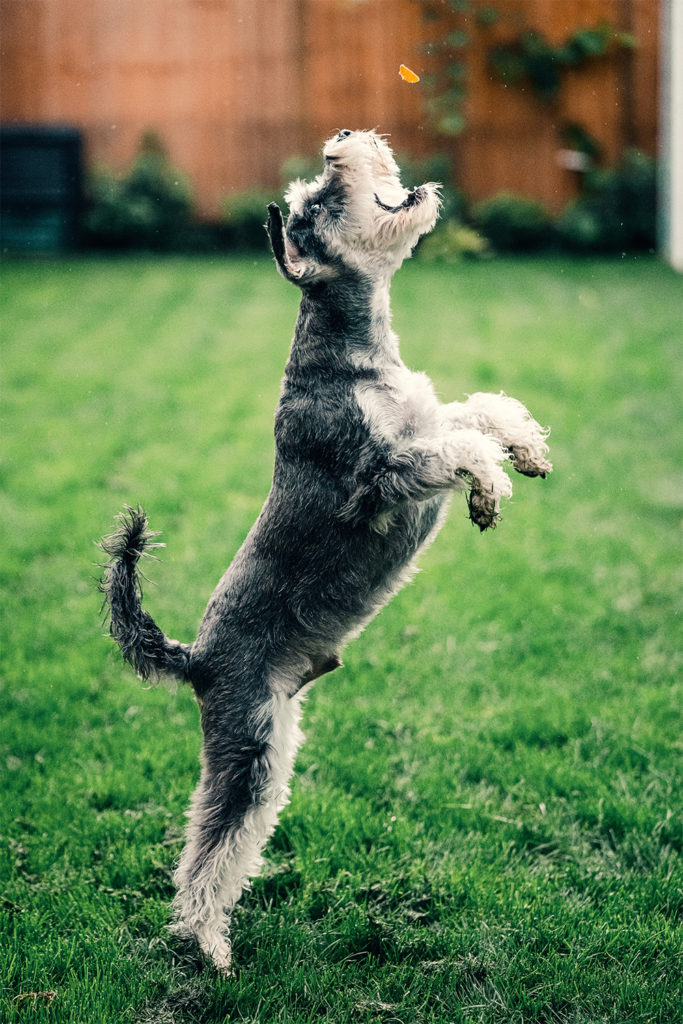 Perro juguetón