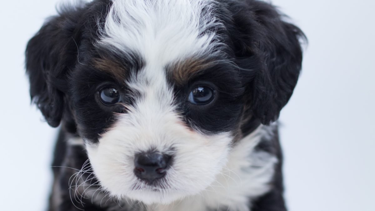Cómo cuidar de un cachorro