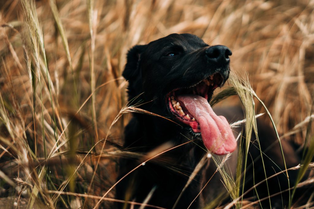 Cuida la higiene oral de tu perro