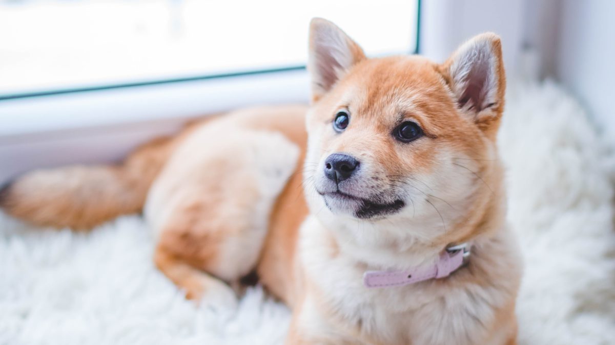 Inu