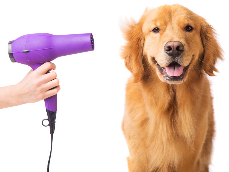 El secado tras el baño del perro: Como hacerlo bien.