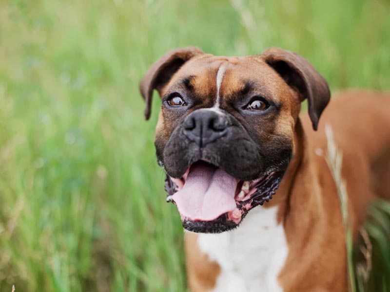 12 cosas que les a los perros | Wasky, auto lavado de mascotas