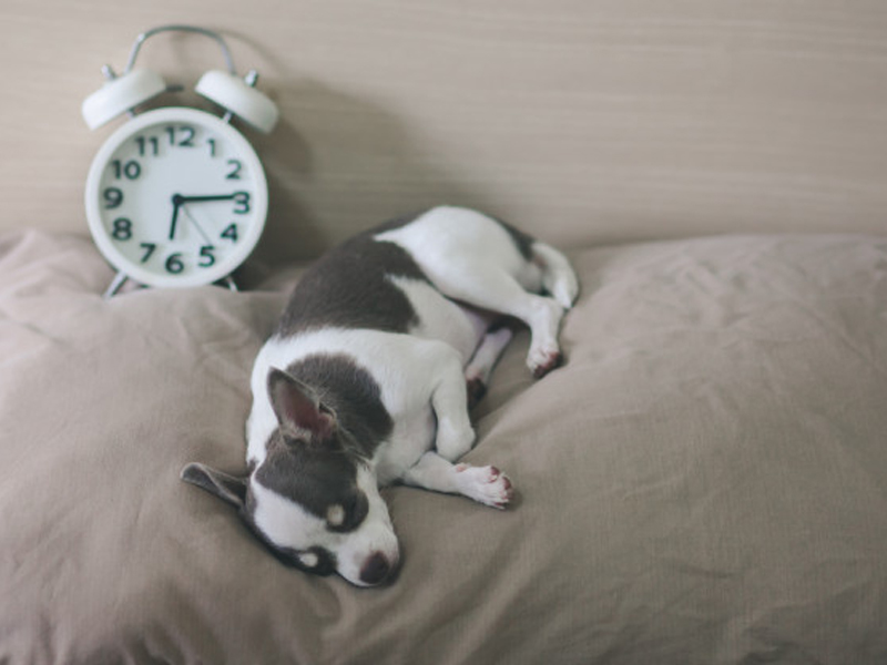 nocion del tiempo perros