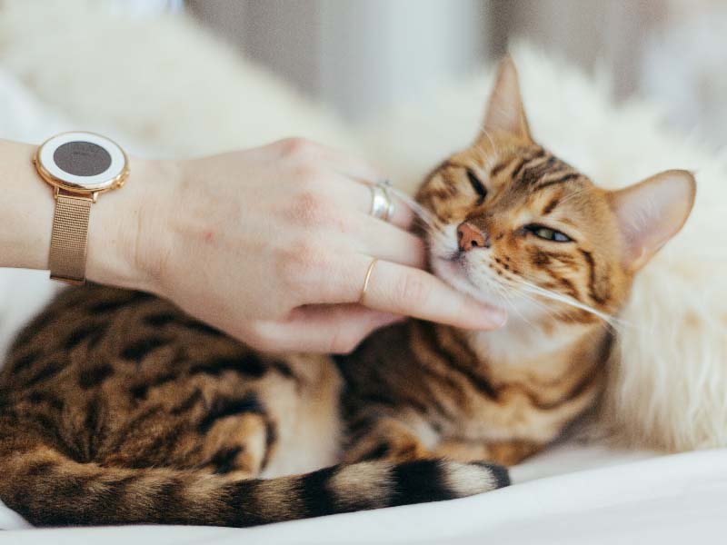 cuidado de gatos mayores
