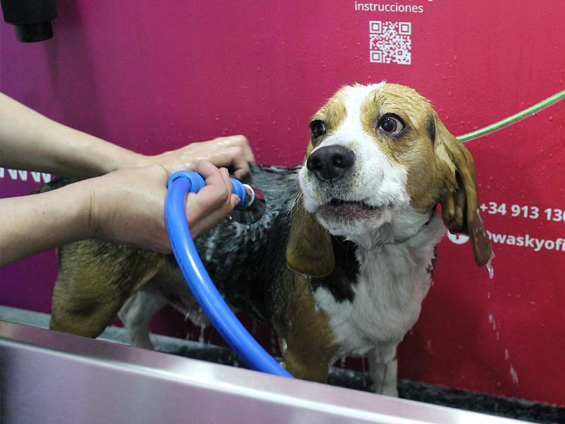 cómo bañar perfectamente a tu mascota en Wasky