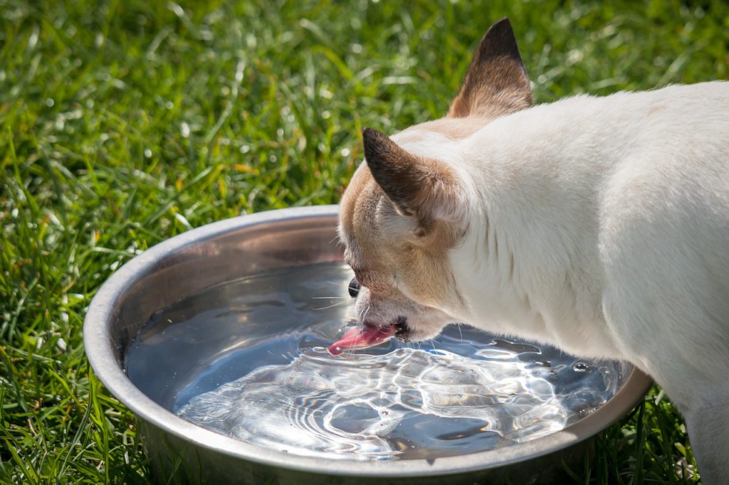 Perro bebiendo agua