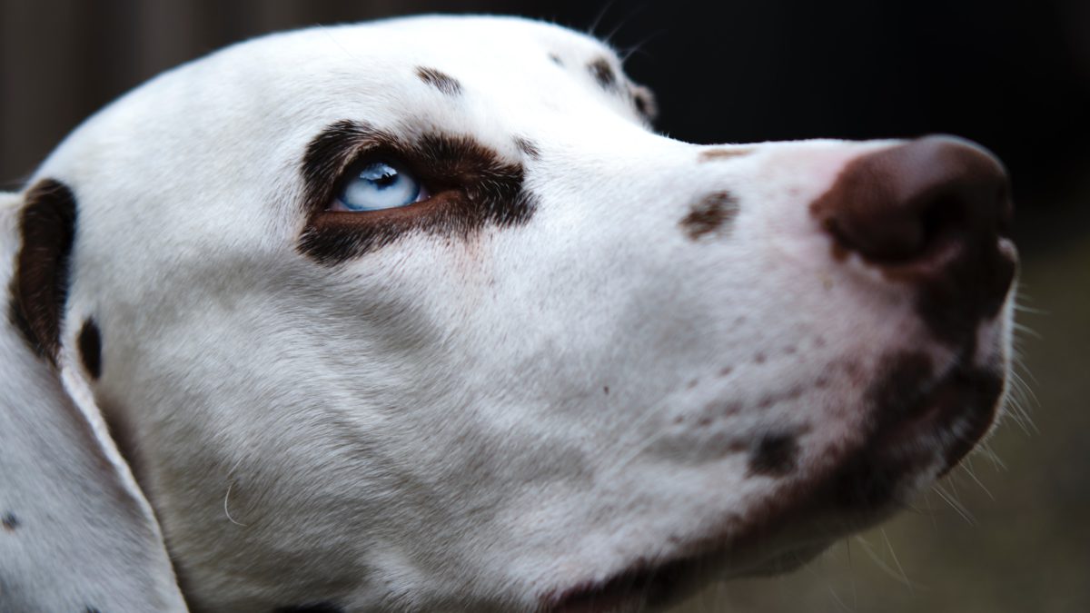 Coronavirus: Consejos sobre la higiene de tu perro