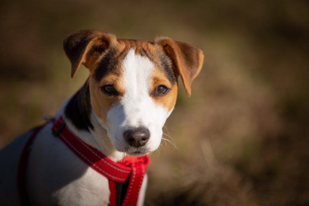 Jack Russell