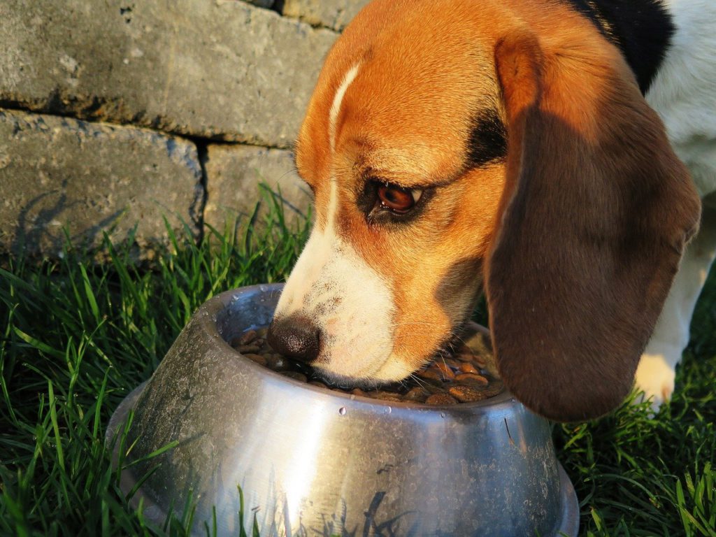 Perro comiendo