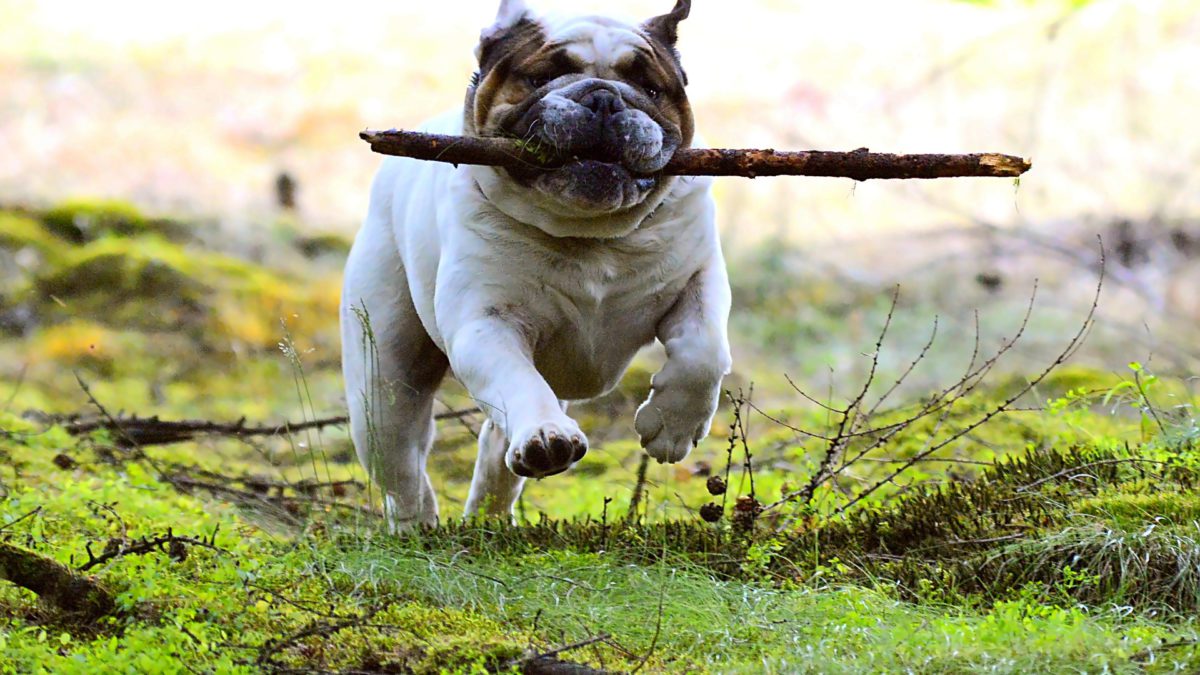 Historia y características del Bulldog Inglés