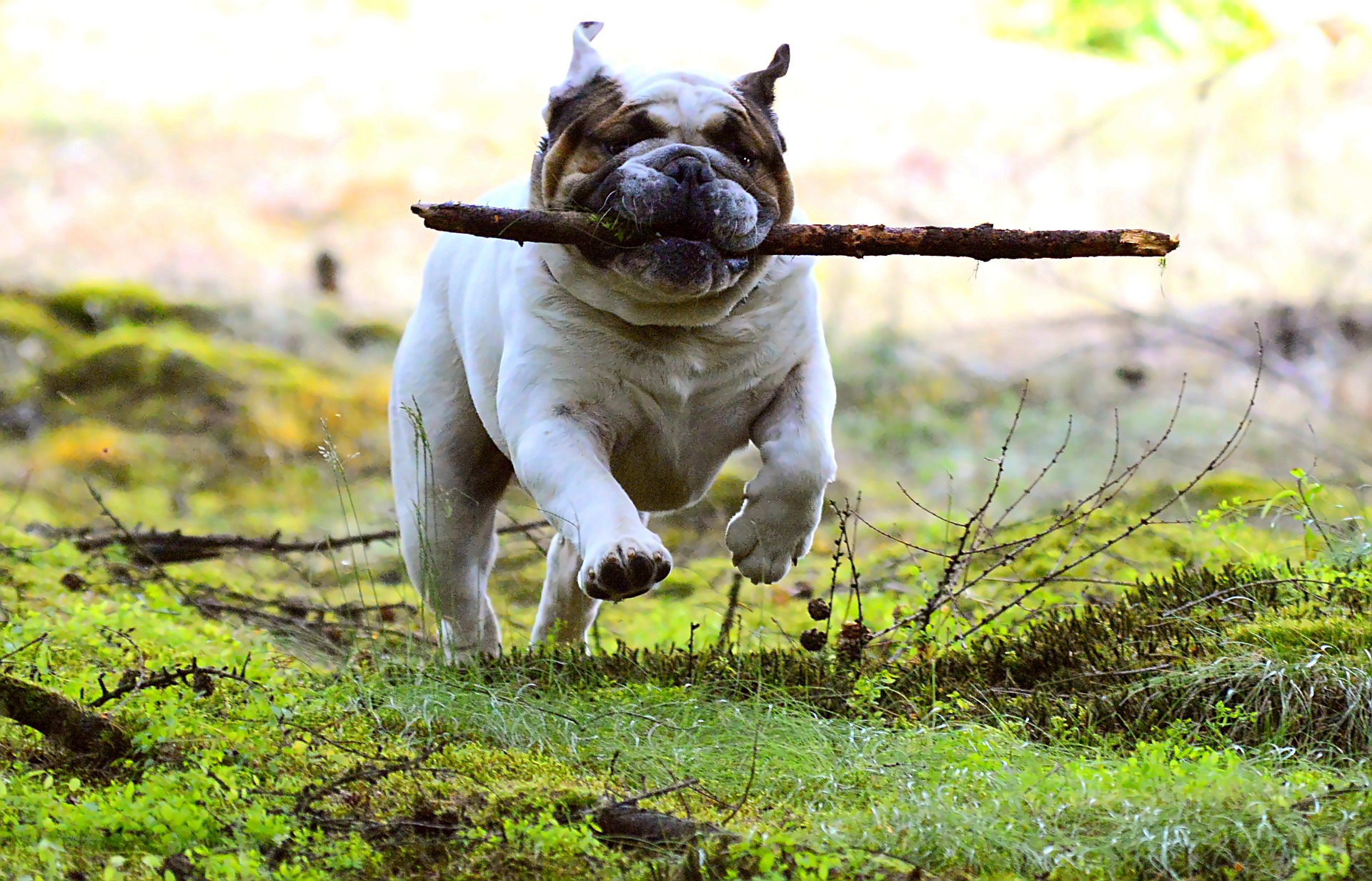 Historia y características del Bulldog Inglés
