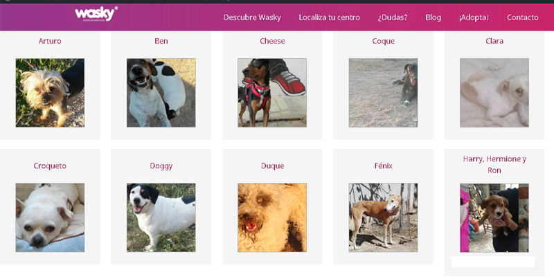 Adopta Wasky