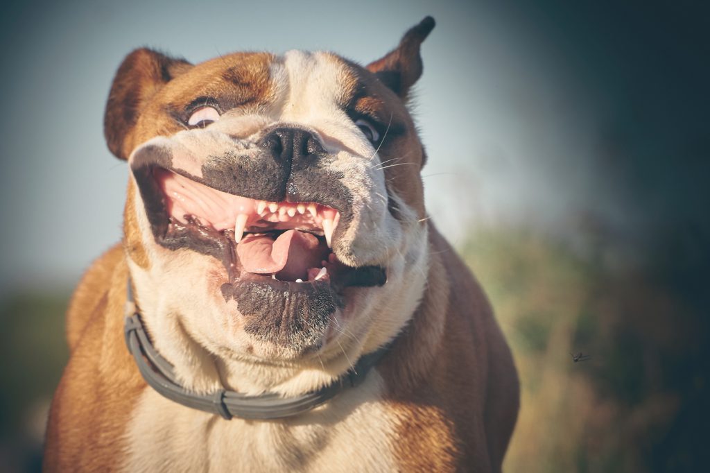Bulldog Inglés
